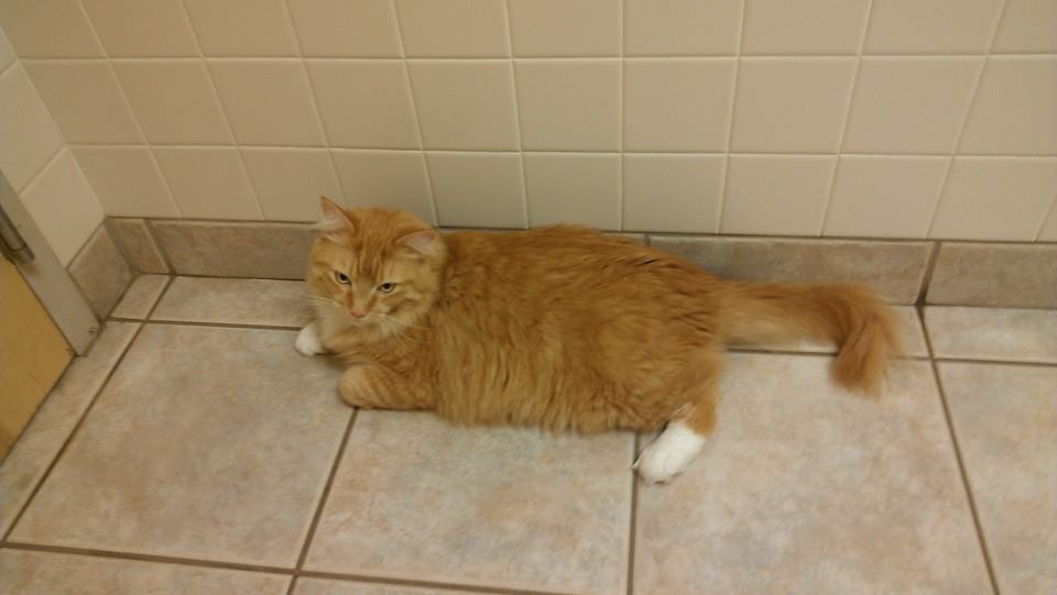 Steve chillaxing at the vet this afternoon. She purred almost the entire time.