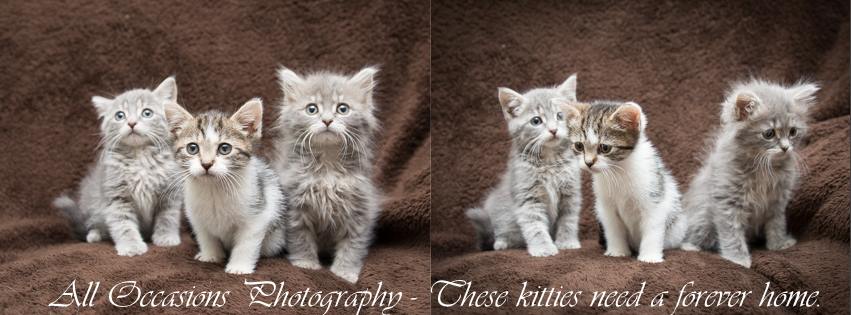 Fitz, Simmons, Skye by All Occasions Photography